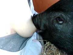 Pig loves sucking the nipples of beastiality lover